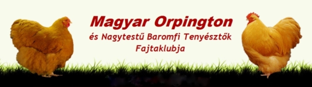 Magyar Orpington s Nagytest Baromfi Fajtaklub